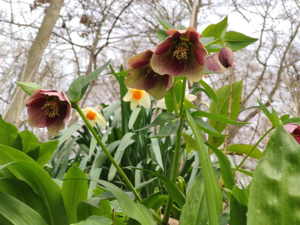 Lenzrose und Osterglocken