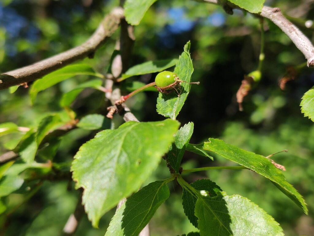 Unreife Frucht einer Alpenpflaume.