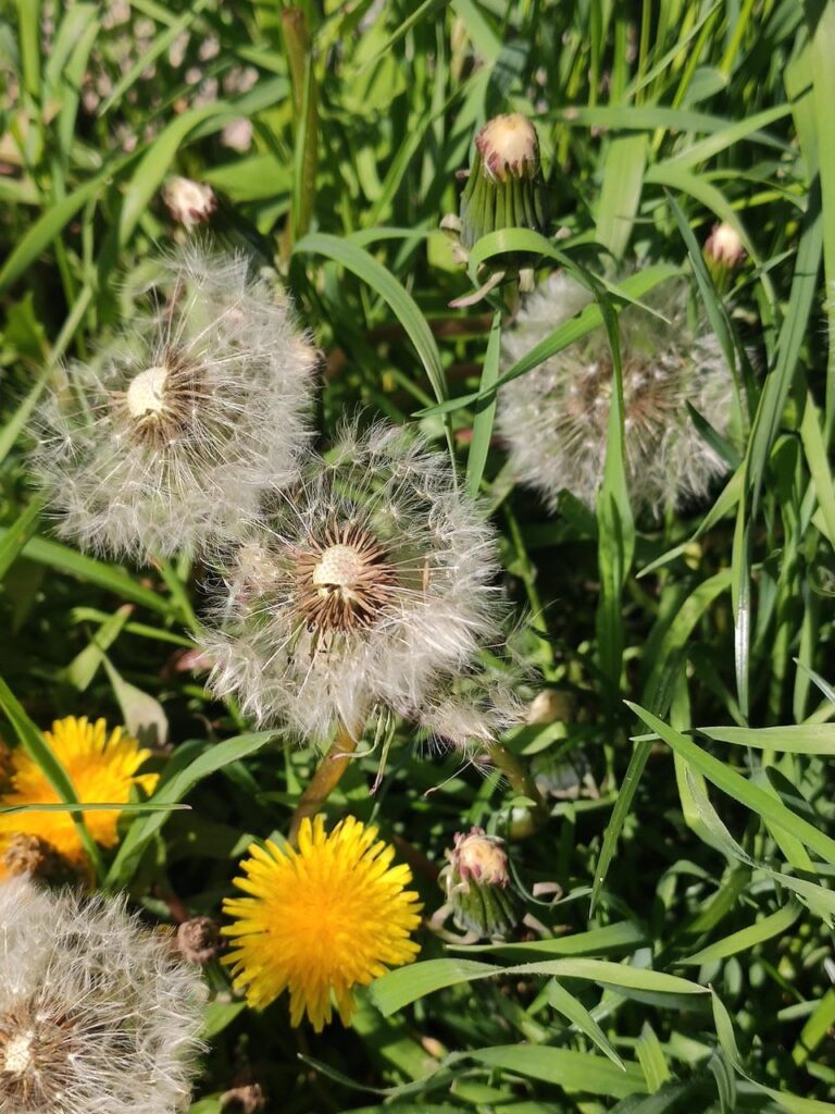 Auf dem Foto sind drei Stadien des Löwenzahn zu sehen. Die Blüte, der noch geschlossene und der geöffnete Samenstand.