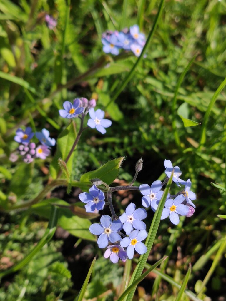 Blüten des Vergissmeinnicht.
