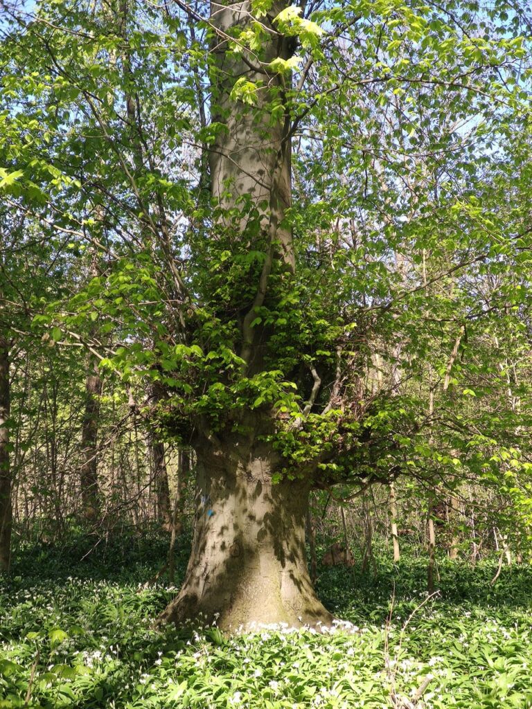 Eine Buche mit jungen Blättern.