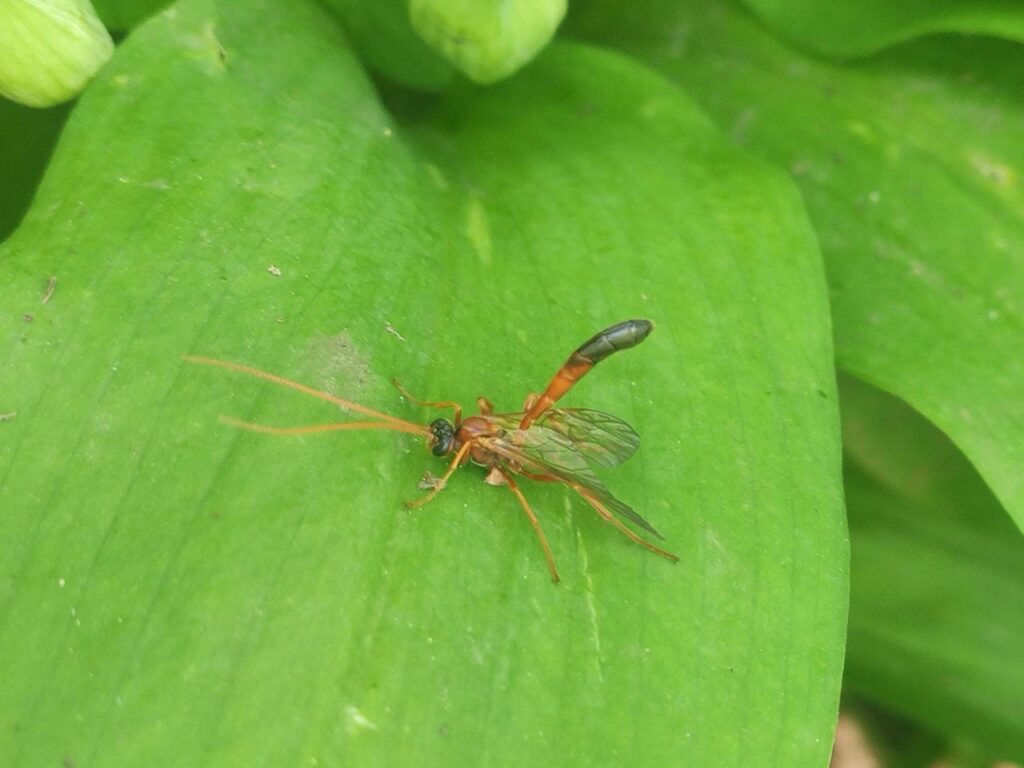 Eine Schlupfwespe sitzt auf einem Blatt.