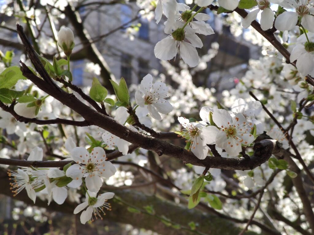 Blüten eines Kirschbaums