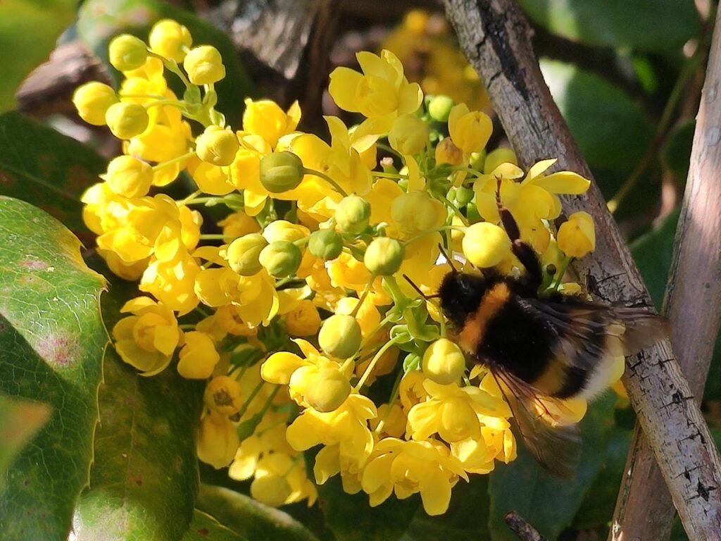 Erdhummel auf einer Mahonie-Blüte