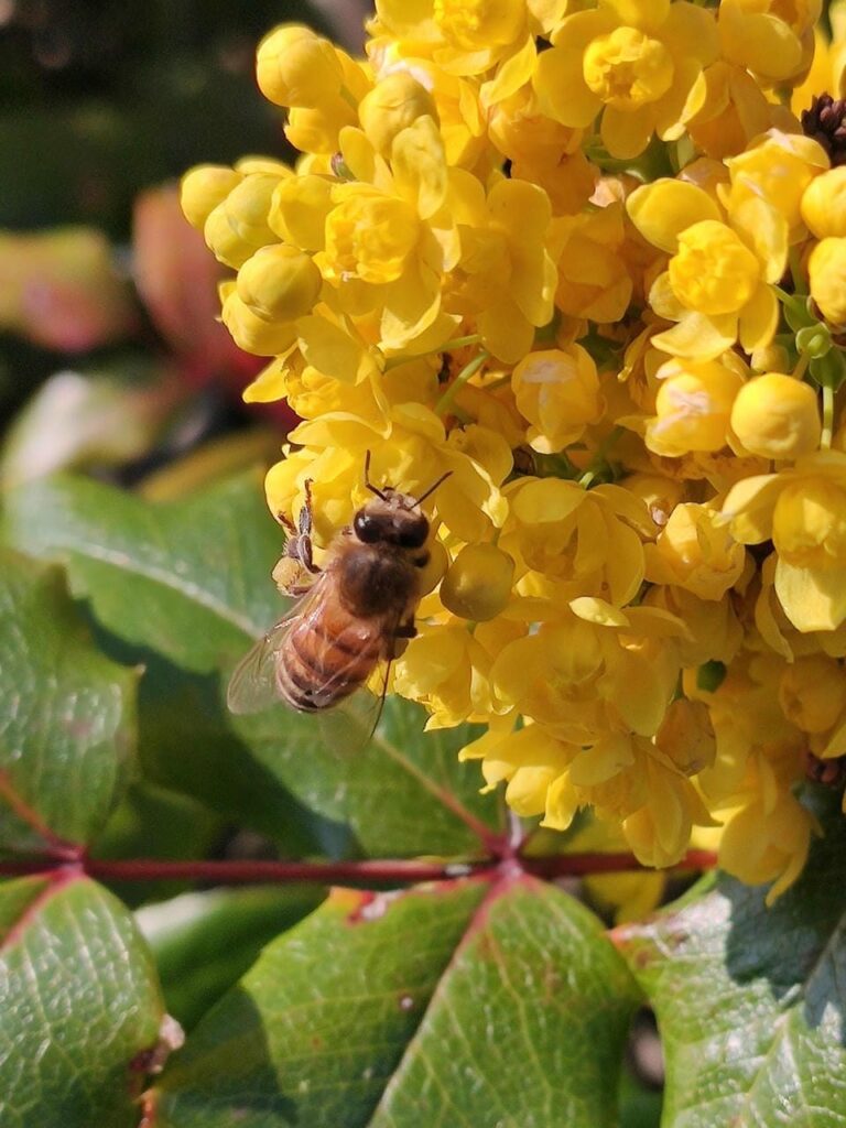 Honigbiene auf einer Mahonie-Blüte