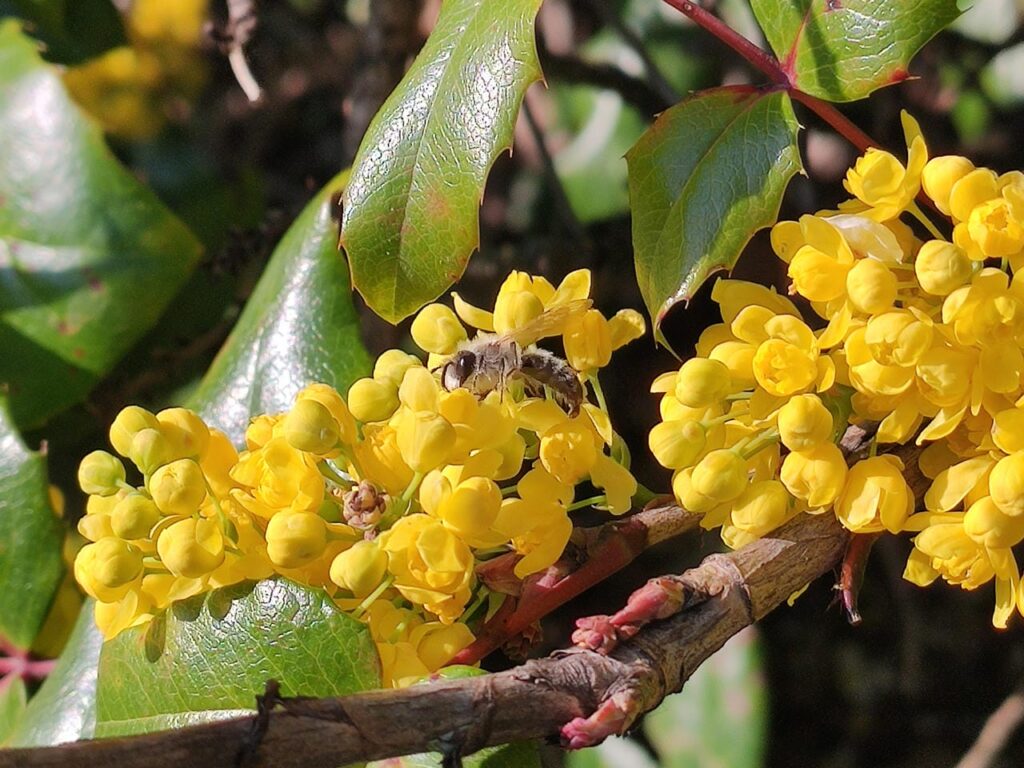 Sandbiene auf einer Maonie-Blüte