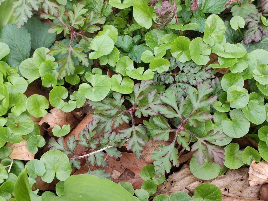 Storchenschnabel und Scharbockskraut