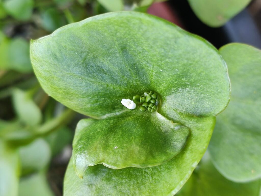 Blüte des Tellerkrauts