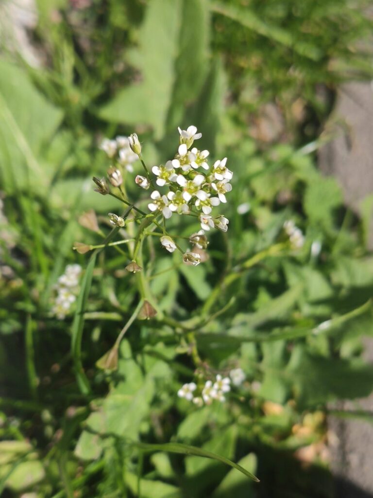 Blüte des Hirtentäschles