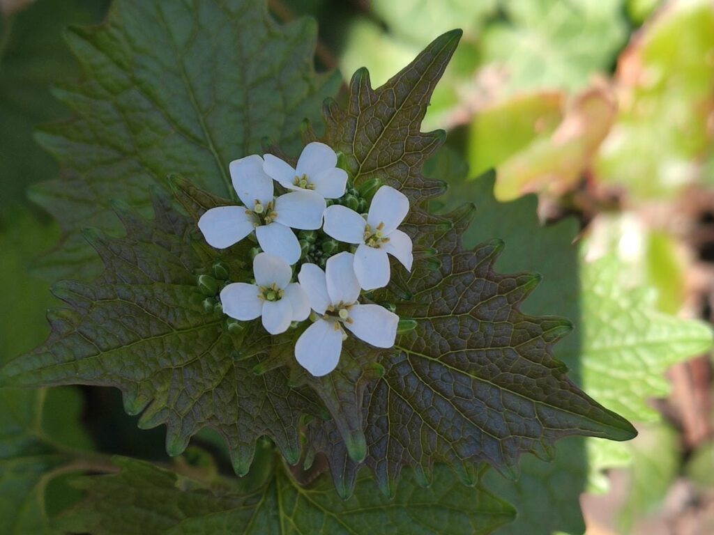 Blüte der Knoblauchrauke