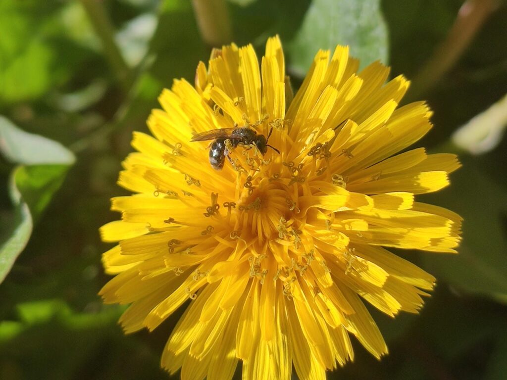 Eine Schmalbiene auf einer Löwenzahnblüte.