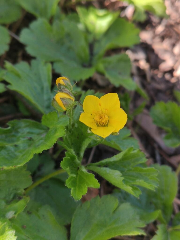 Waldsteinie