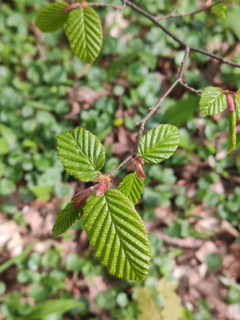 Frische Blätter einer Buche