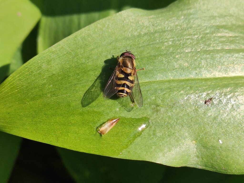 Schwebefliege
