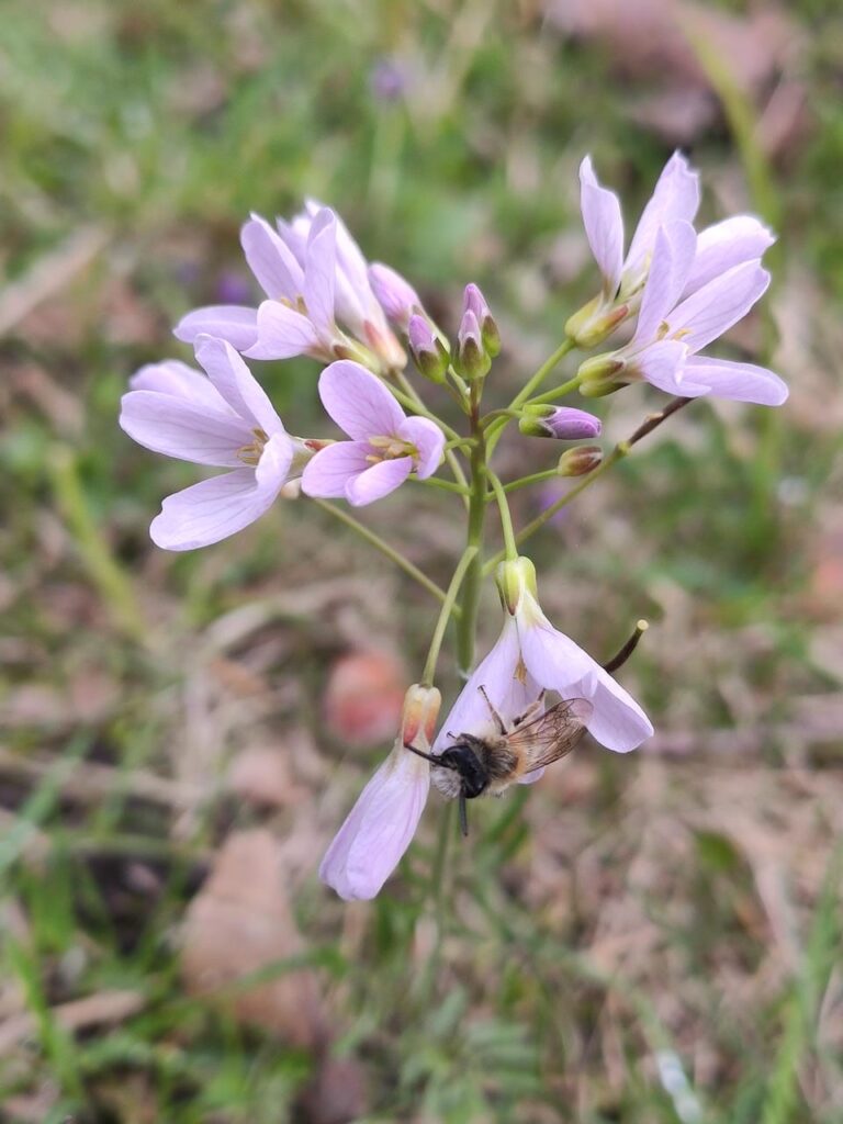 eine Sandbiene auf Wiesenschaumkraut