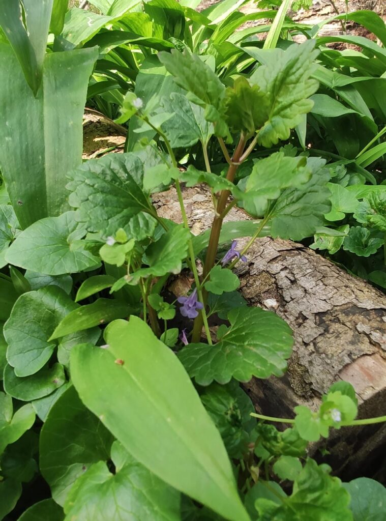 Gundermann mit Blüte