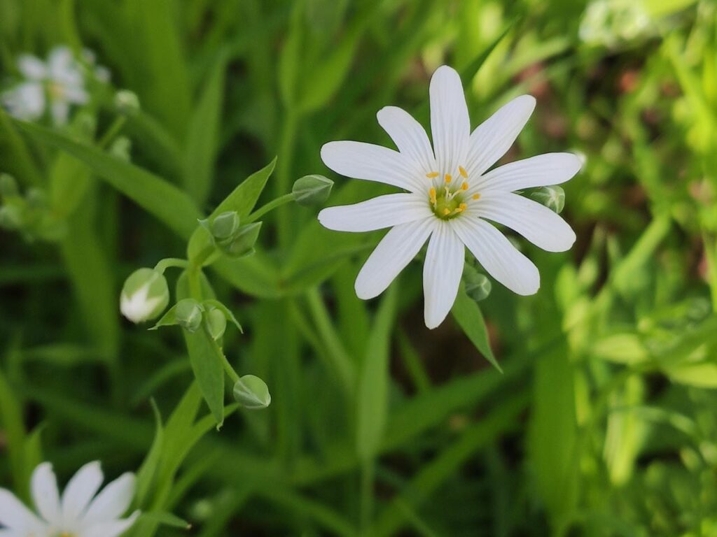 Blüte einer Sternmiere