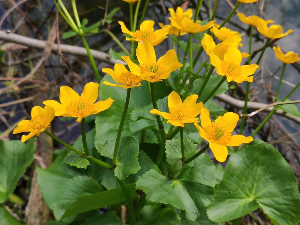 Blüten der Sumpfdotterblume