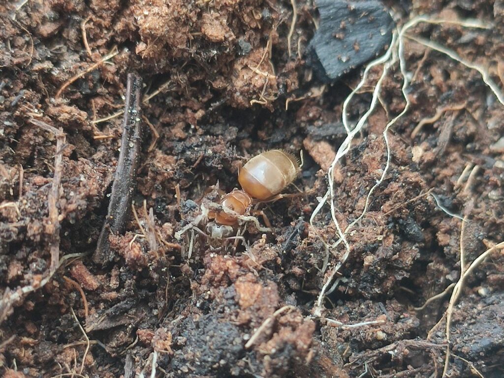 Eine gelbe Wiesenameise in der Erde.