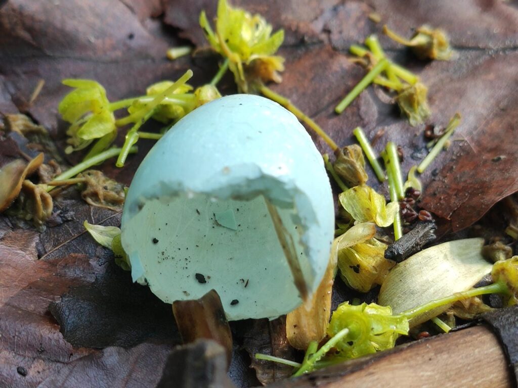 Leere Eierschale.
