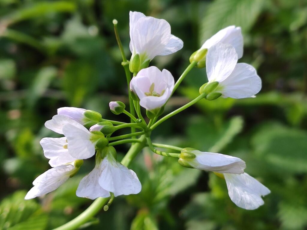 Blüte des Wiesenschaumkrauts