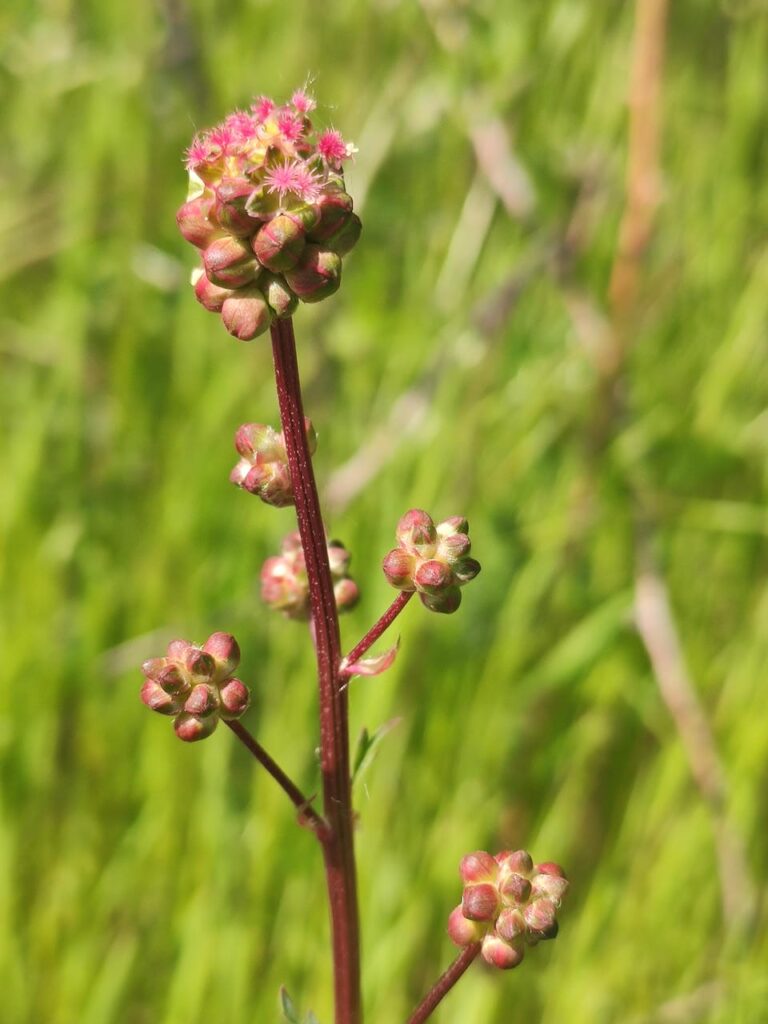 Blüten des Wiesenknopf