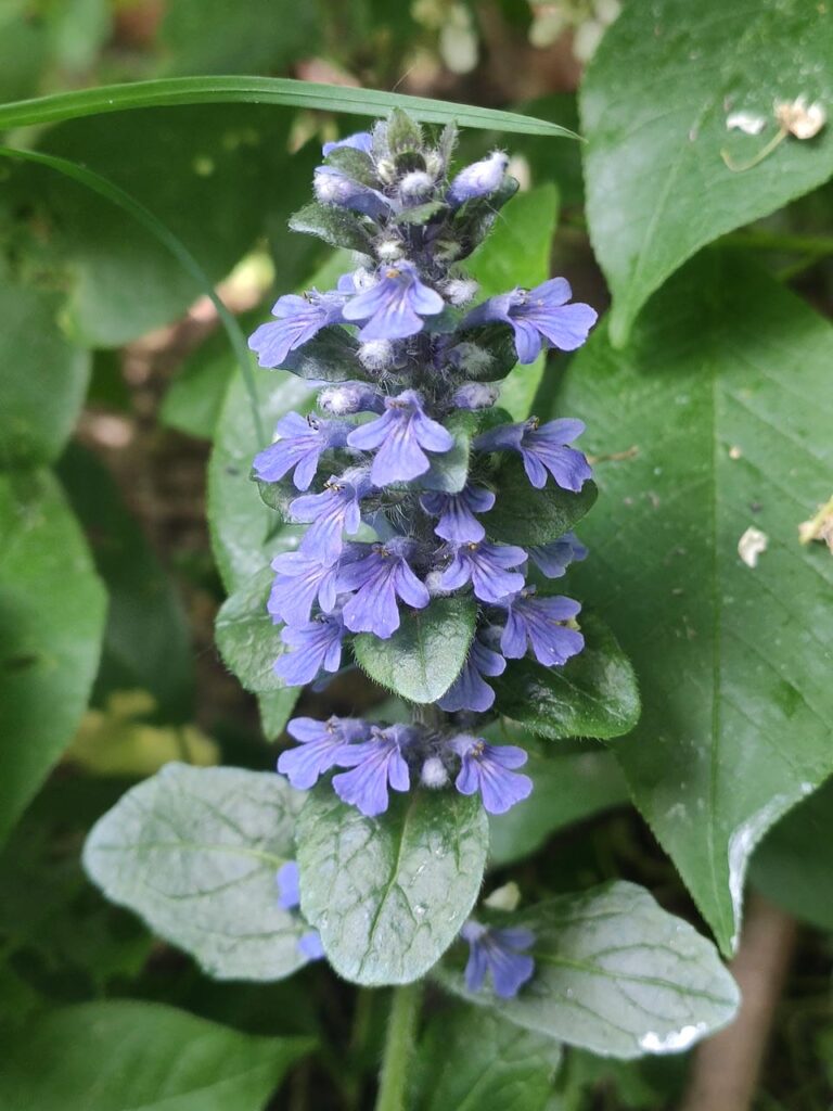 Blüte des Günsel