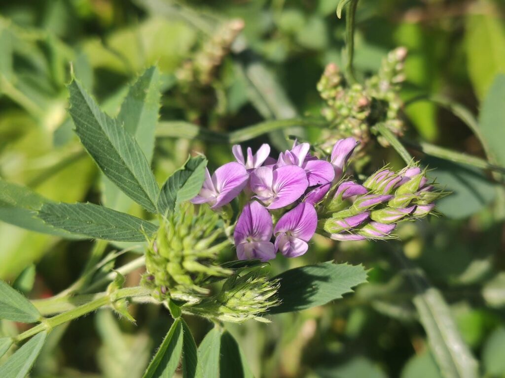 Blüte der Luzerne