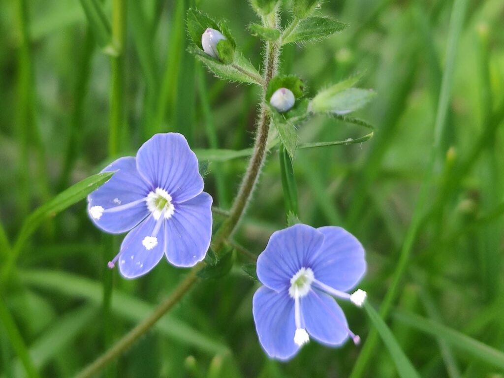 Blüten des Ehrenpreis