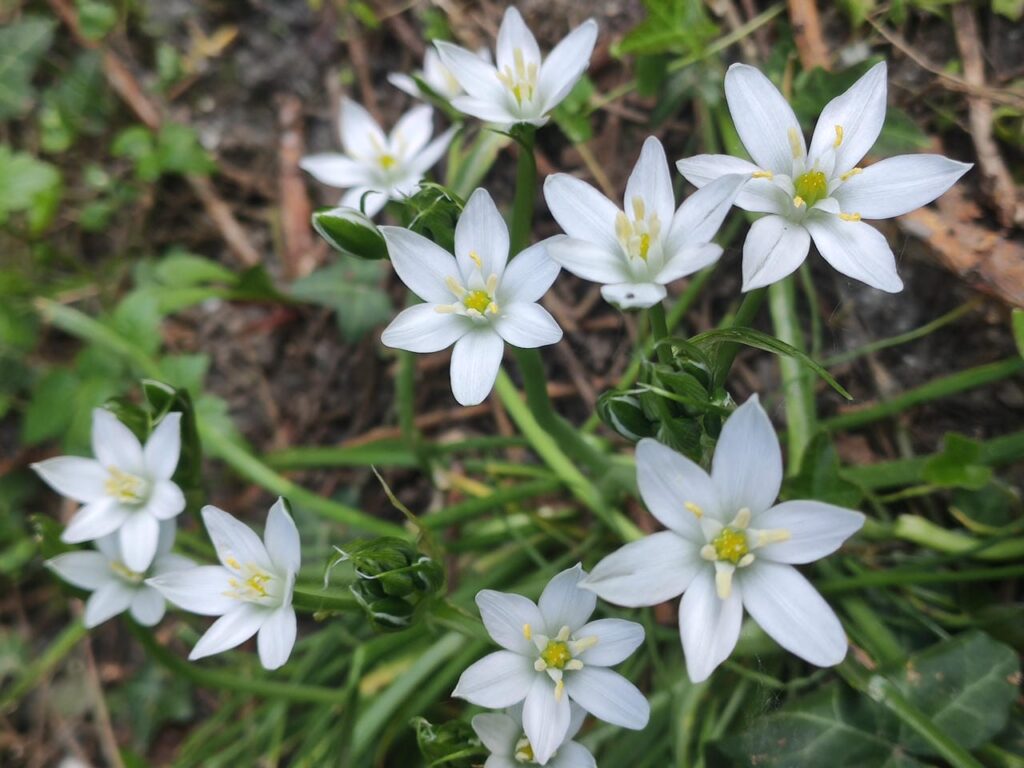 Blüten des Milchstern