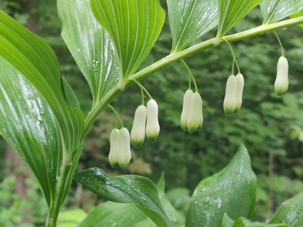 Blüten des Salomonssiegel