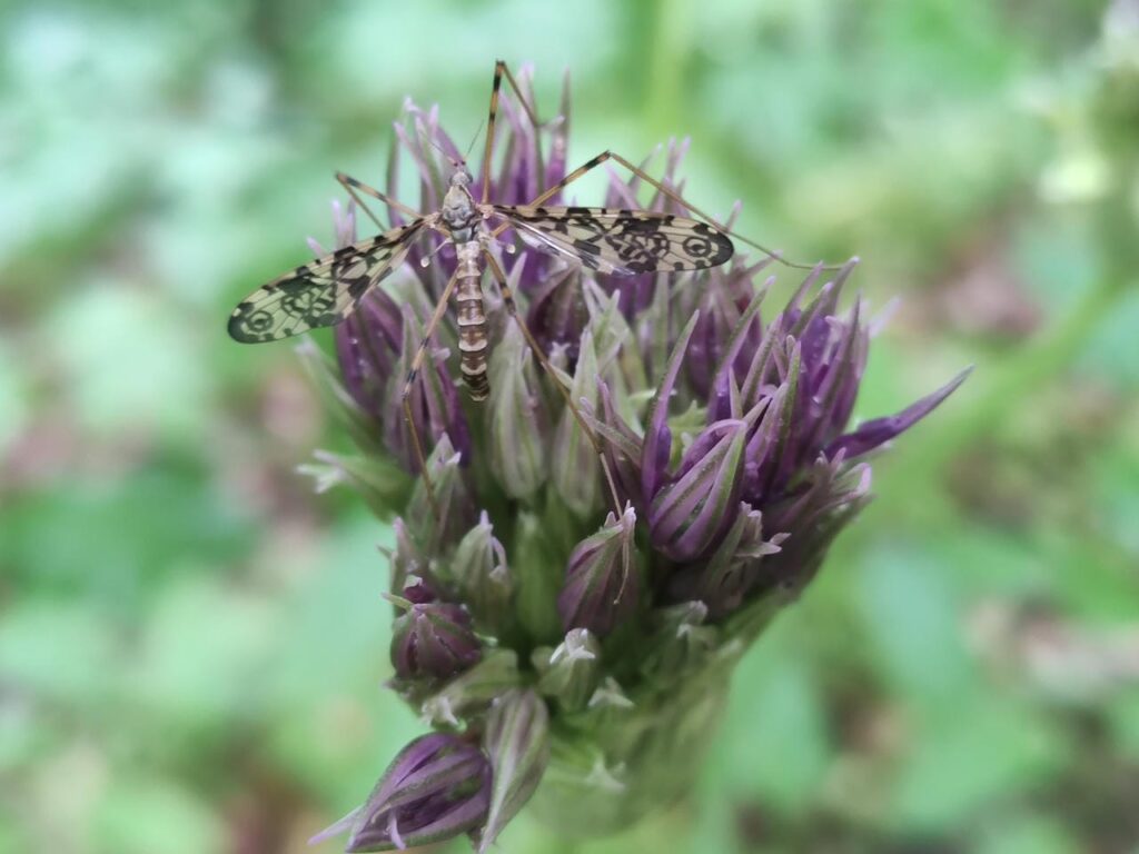 eine Augenschnake auf einer Alium-Blüte