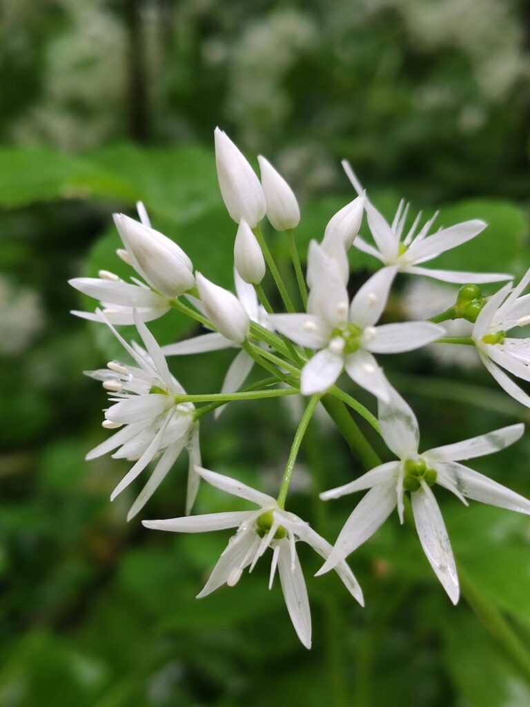 Bärlauch-Blüten