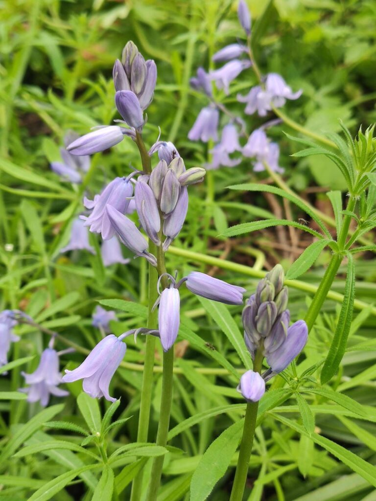 Blüte des Hasenglöckchens