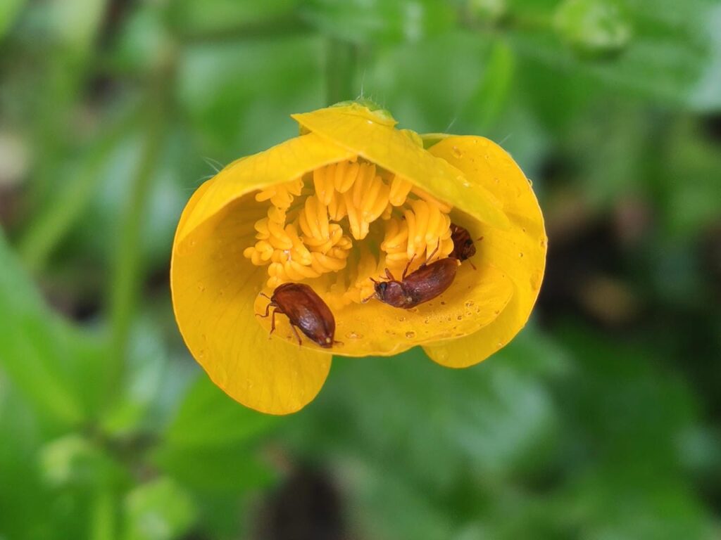 Himbeerkäfer in einer Hahnenfuß-Blüte