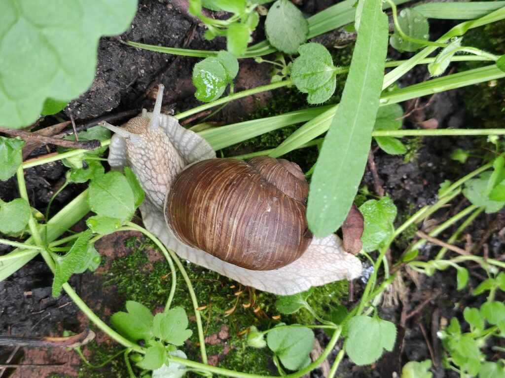 Schnecke