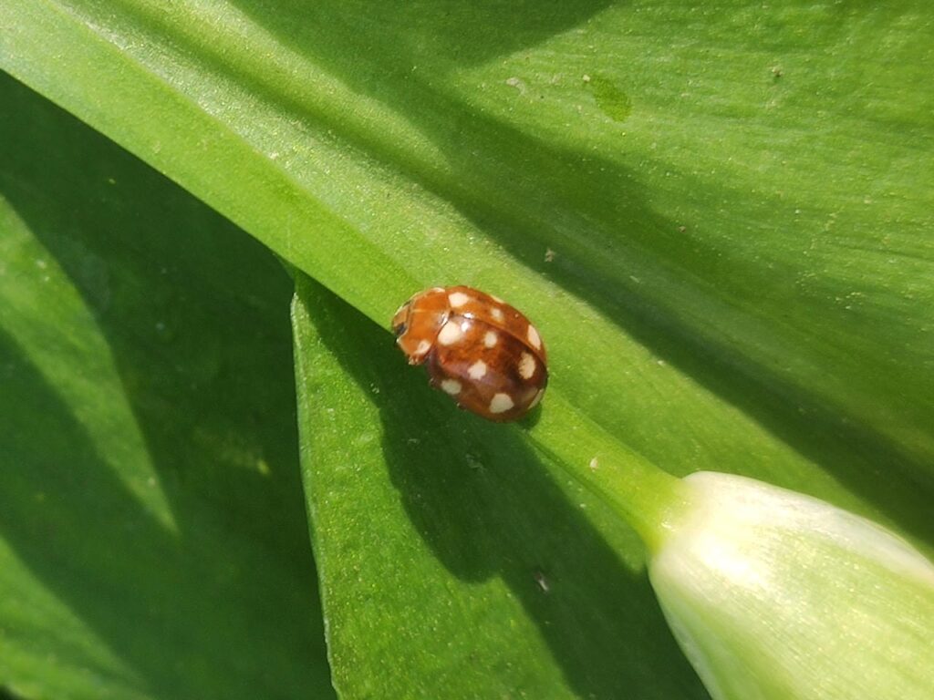 Ein Blattflohmarienkäfer auf einem Bärlauchstengel.