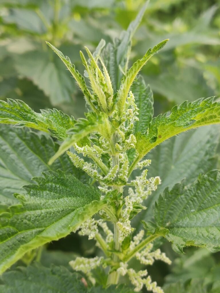 Blüte einer Brennnessel