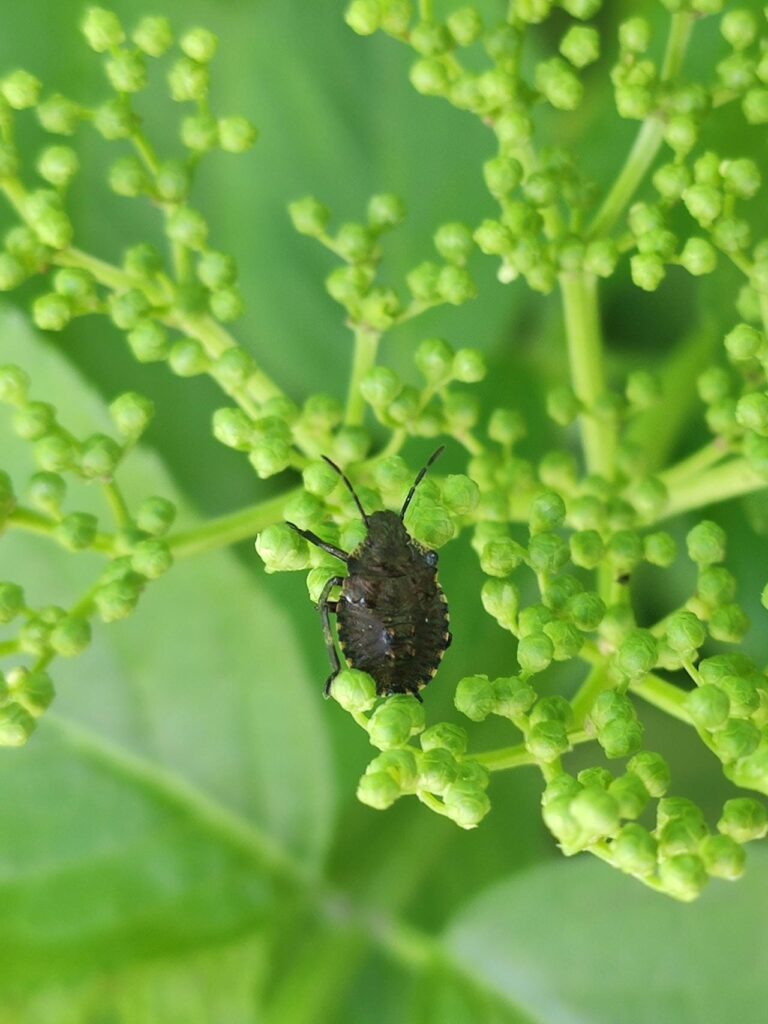 Rotbeinige Baumwanze auf einer Holunderblüte