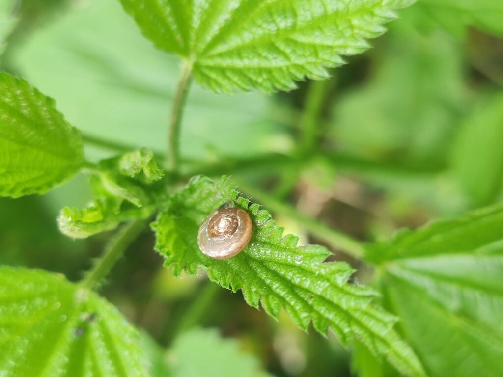 Eine Haarschnecke auf einem Brennnesselblatt.