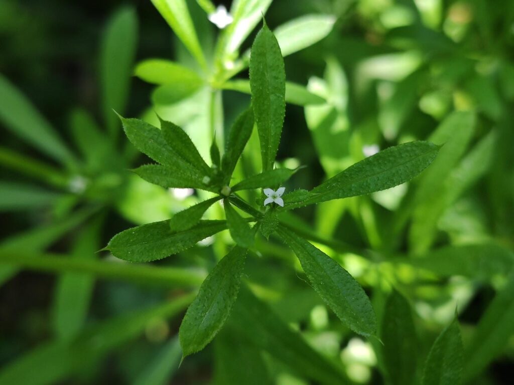 Blüte des Klettenlabkrauts