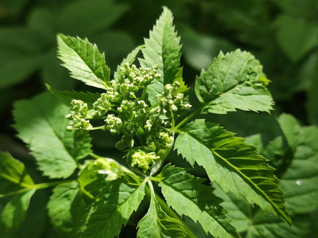 Blüte des Gierschs