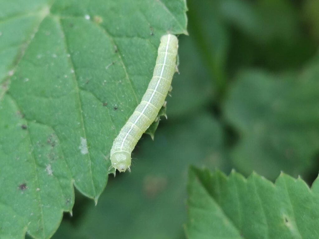 Raupe der Rundflügel-Katzeneule