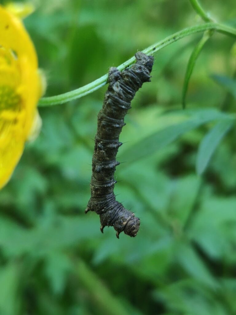 Raupe des Schneespanners