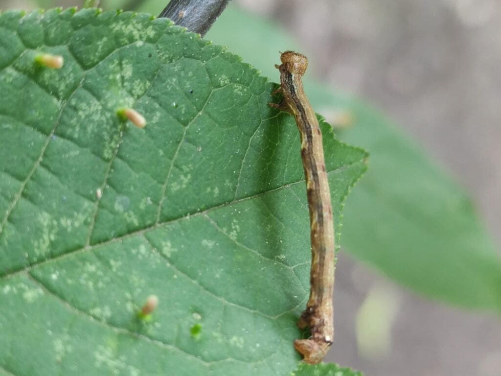 Raupe des Breitflügelspanners