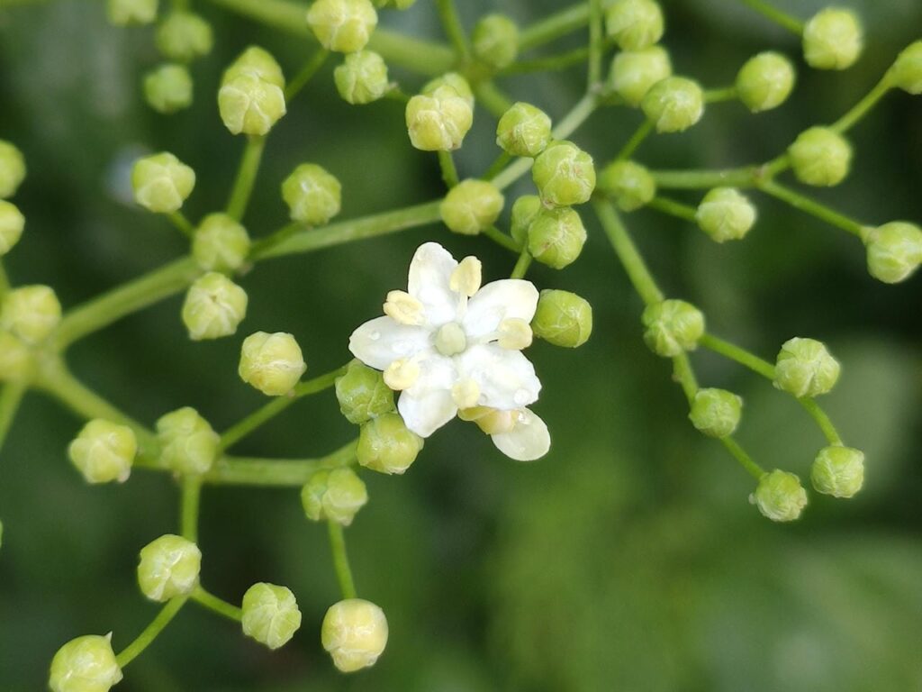 Holunderblüte
